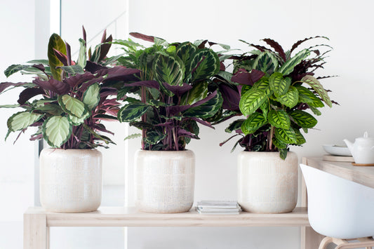 Calathea Selection