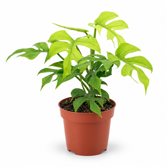 Rhaphidophora Tetrasperma 'Gold Rush' 12cm Pot House Plant