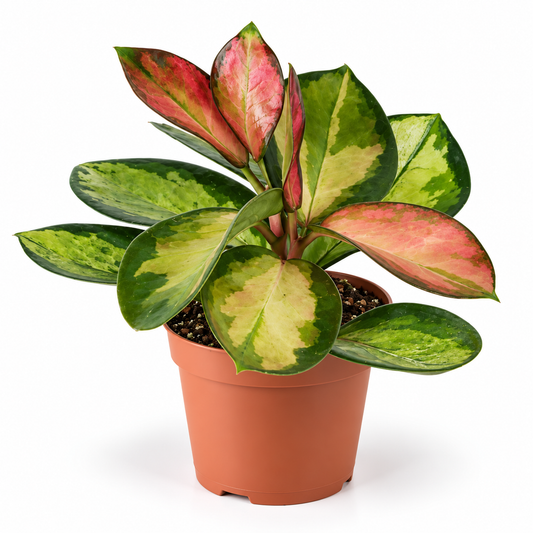 Hoya Carnosa 'Tricolor' 6cm Pot Baby Houseplant
