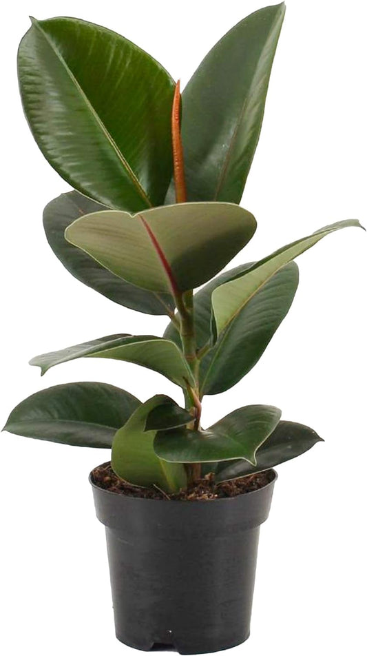 25 - 40cm Ficus Robusta 12cm Pot