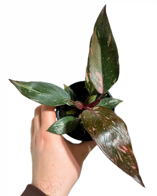 25cm Highly Variegated Philodendron Pink Princess 12cm Pot House Plant