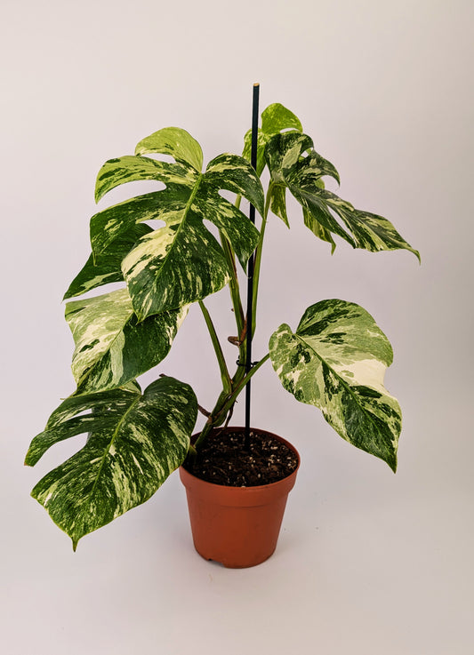 Monstera Deliciosa Albo Varigated Cheeseplant 17cm Pot
