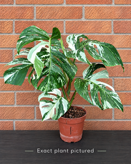 (Choose your own) 40 - 60cm Variegated Monstera Albo 15cm Pot House Plant