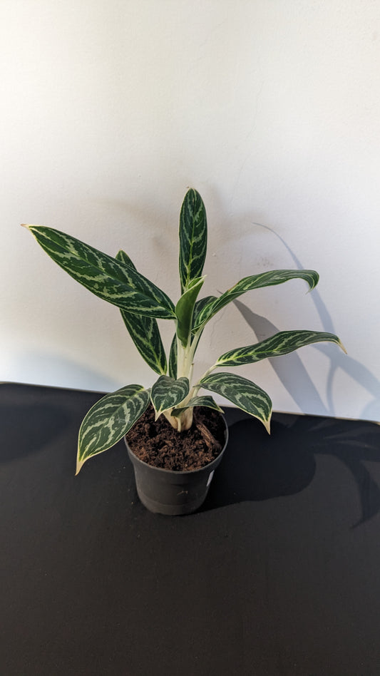 Aglaonema