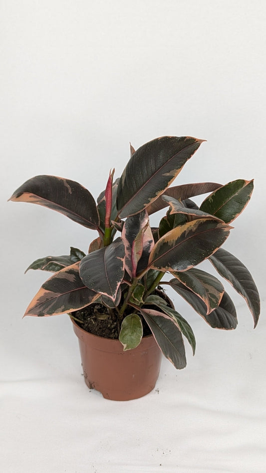25 - 40cm Ficus Belize 12cm Pot