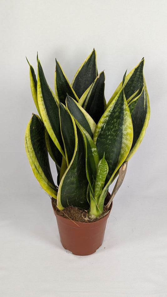 20 - 30cm Sanseviera Superba 12cm Pot