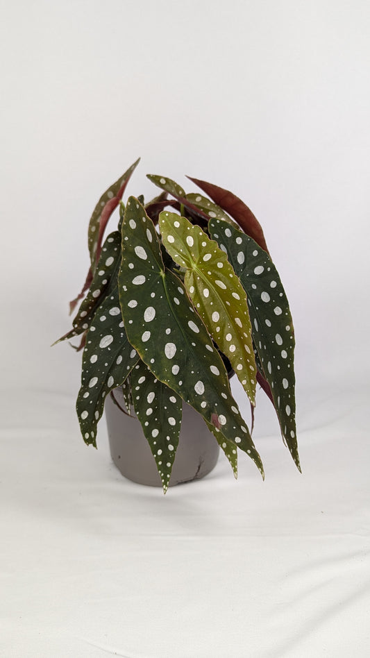 25 - 35cm Begonia Maculata 13cm Pot