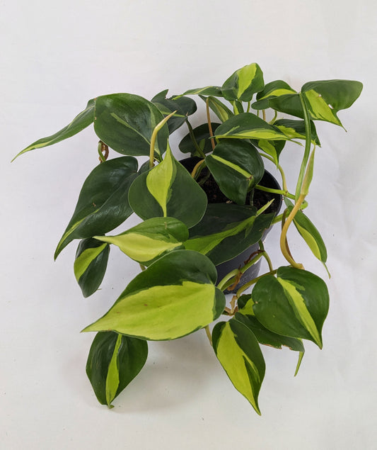 20 - 30cm Philodendron Scandens Brazil 12cm Pot House Plant