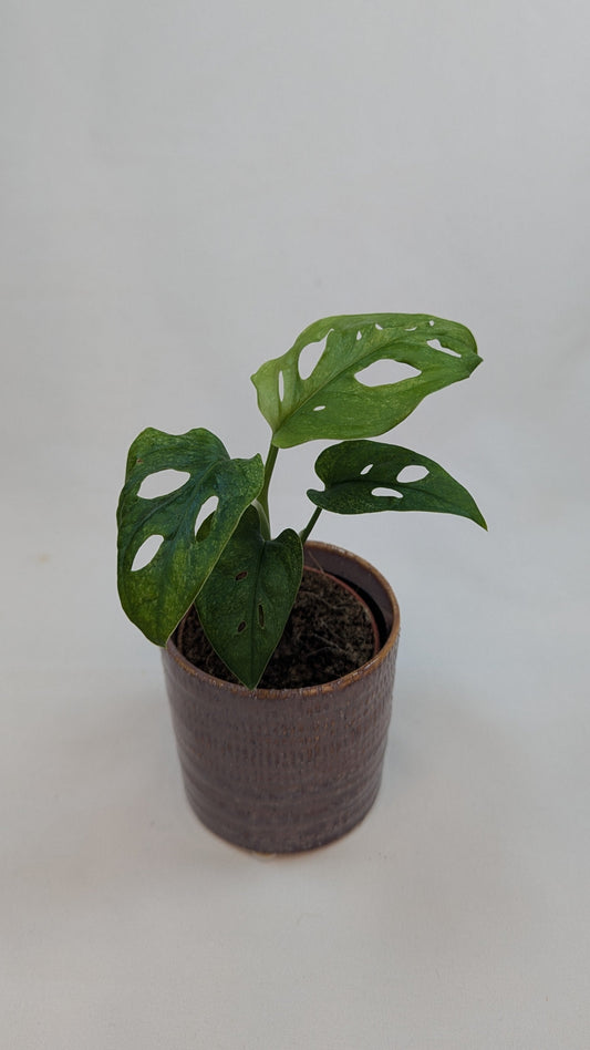 Monstera Mint Adansonii Cheese House Plant 6cm Pot