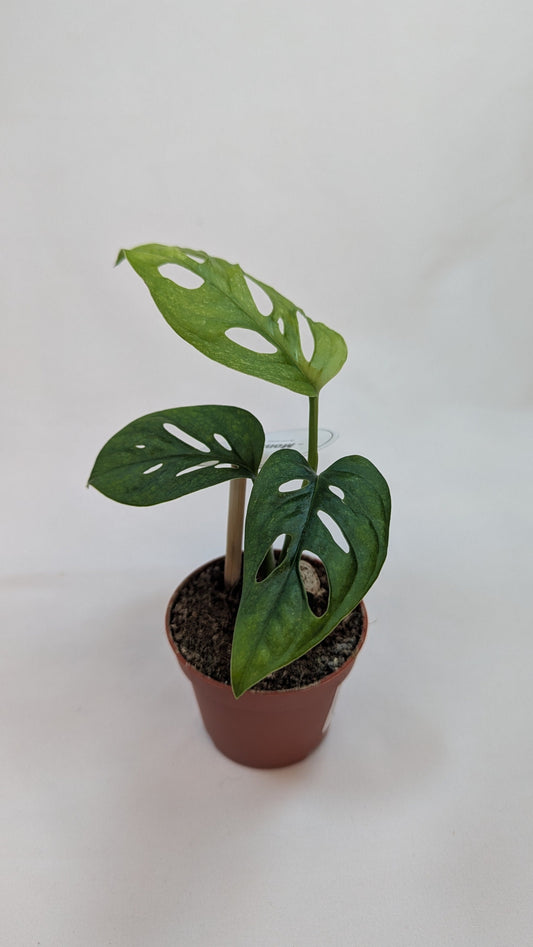 Monstera Mint Adansonii Cheese House Plant 6cm Pot