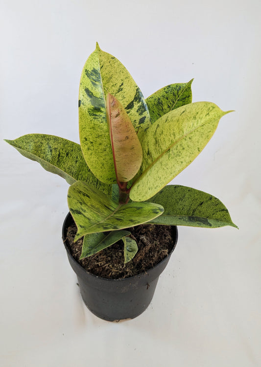 35 - 50cm Ficus Shivereana Moonshine 17cm Pot House Plant