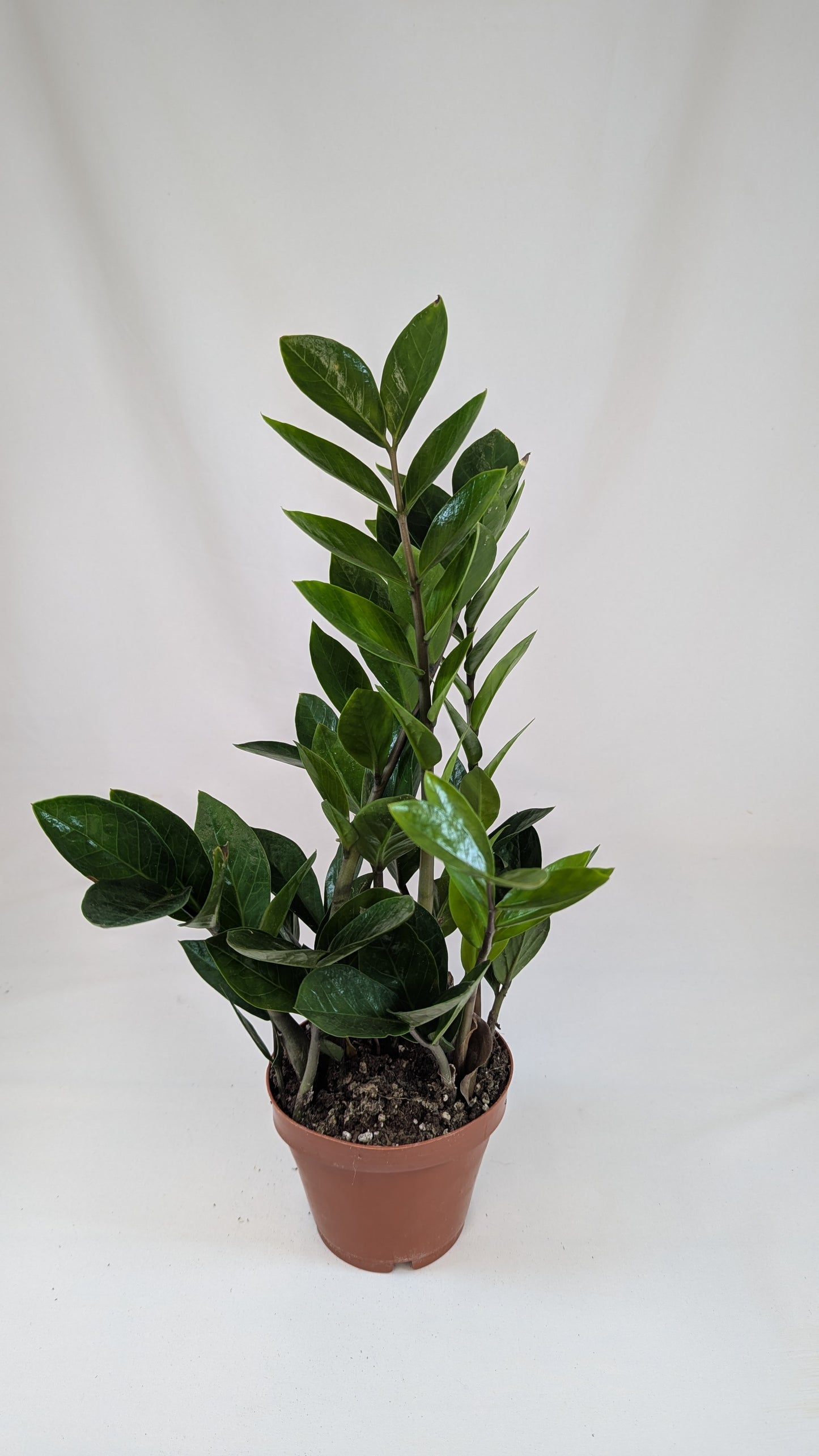 Zamioculcas Zamifolia 12Ø 40cm