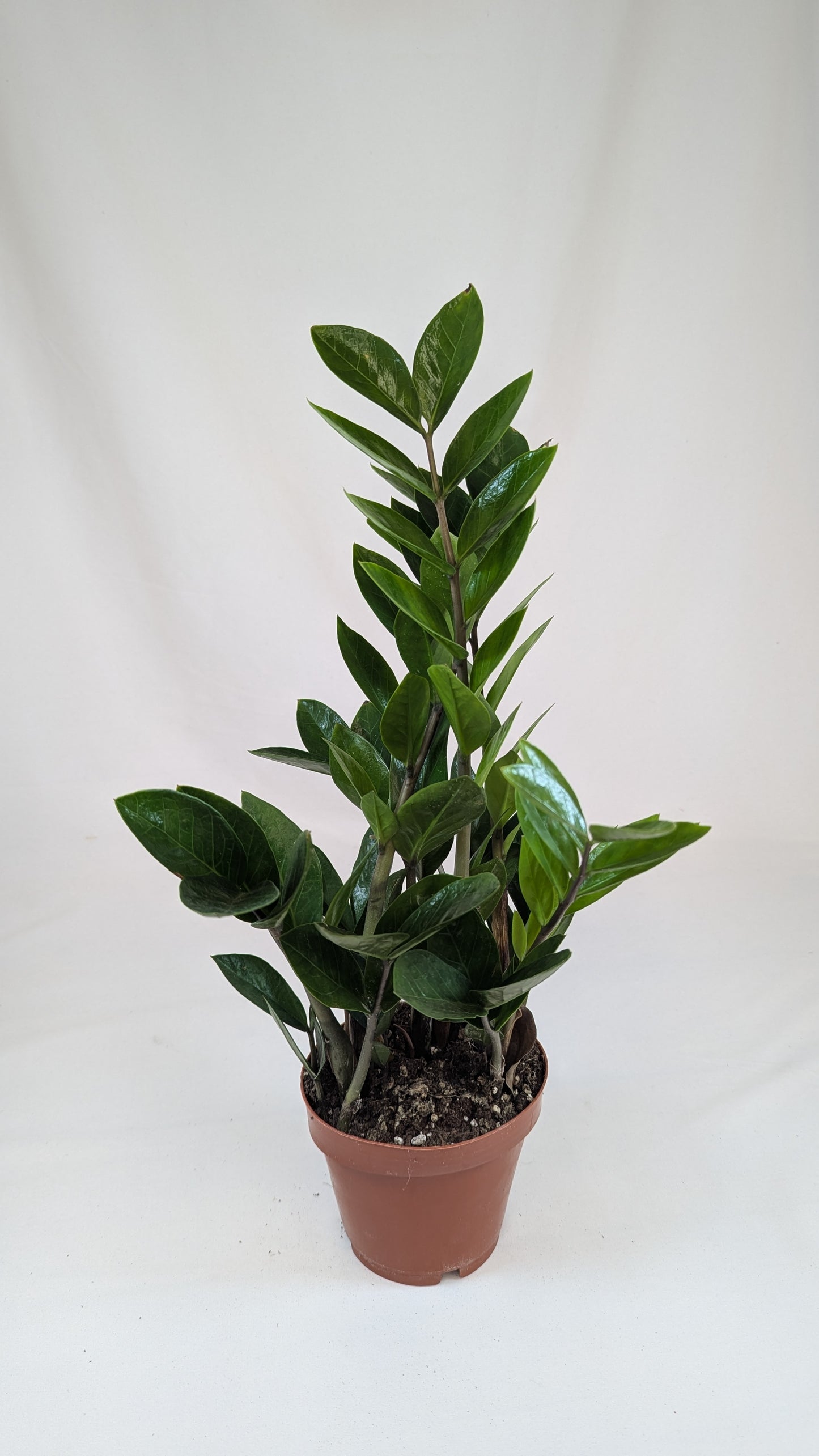 Zamioculcas Zamifolia 12Ø 40cm