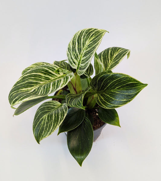 Philodendron White Birkin 12cm Pot