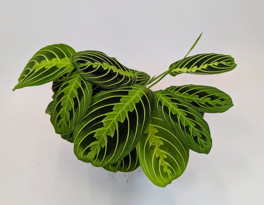 Maranta Leuconeura Lemon Lime 12cm Pot