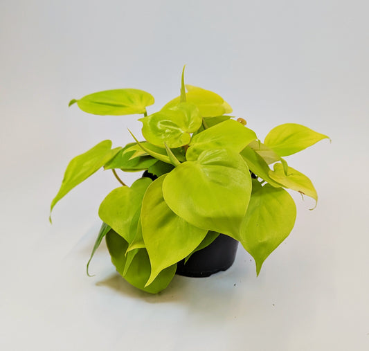25cm Philodendron Lemon Mican 12cm Pot Houseplant