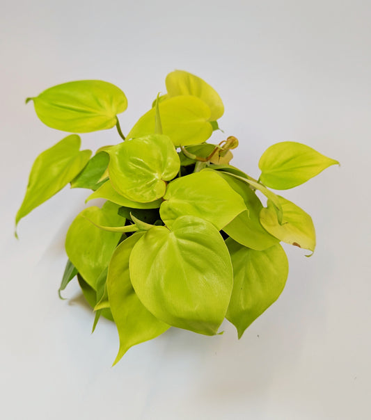 25cm Philodendron Lemon Mican 12cm Pot Houseplant