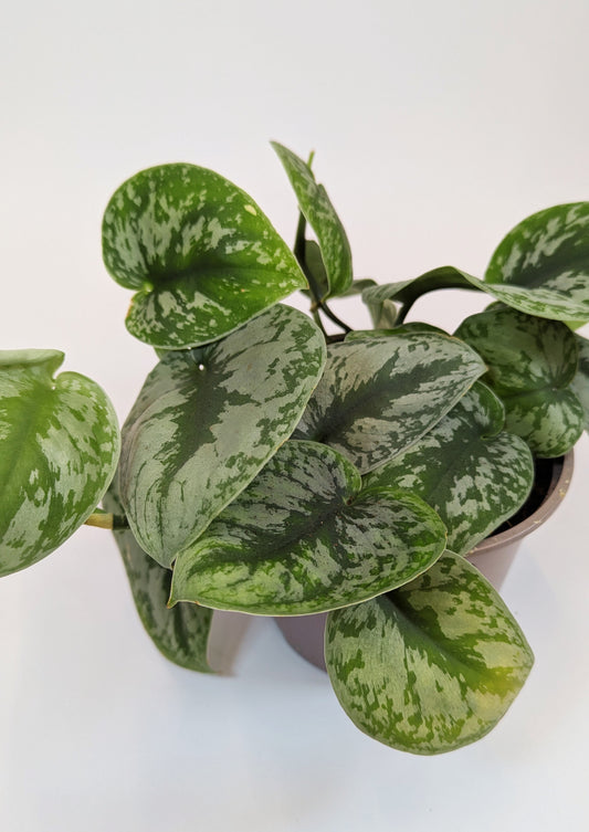 15 - 25cm Epipremnum Scindapsus "Trebie" Pothos 12cm Pot House Plant