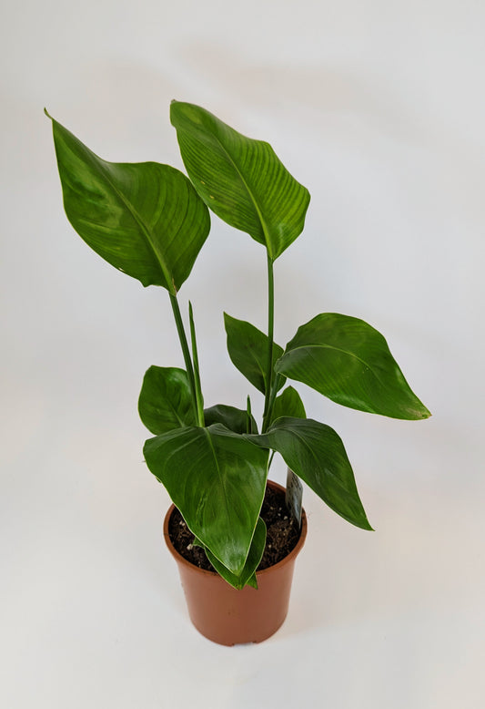 45 - 65cm Bird of Paradise (Strelitzia Nicolai) 15cm Pot