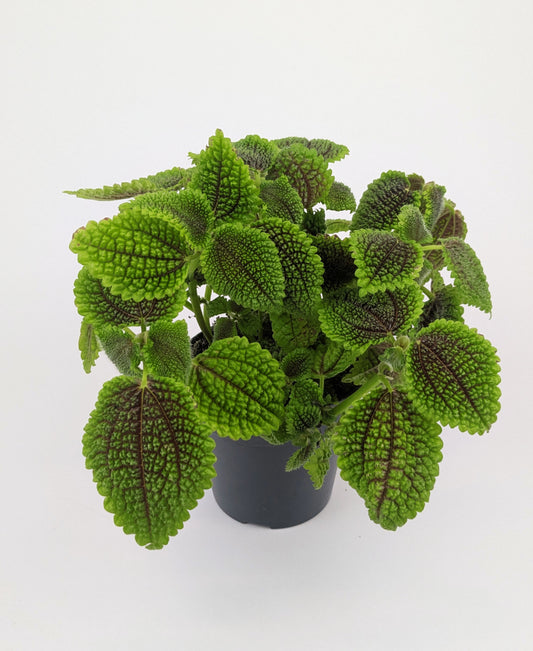 Pilea Moon Valley 12cm Pot House Plant