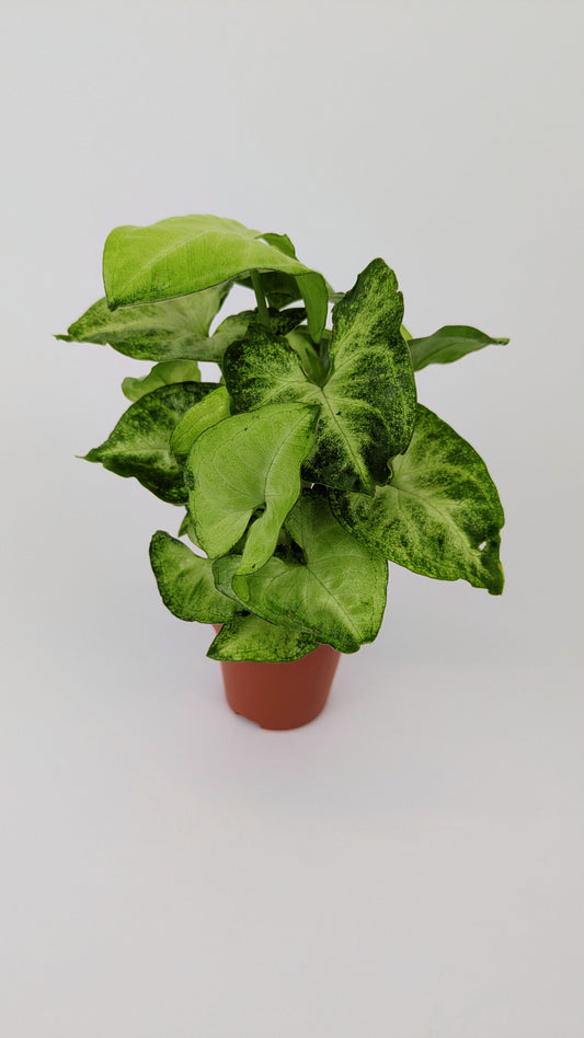 Syngonium White Butterfly 12cm