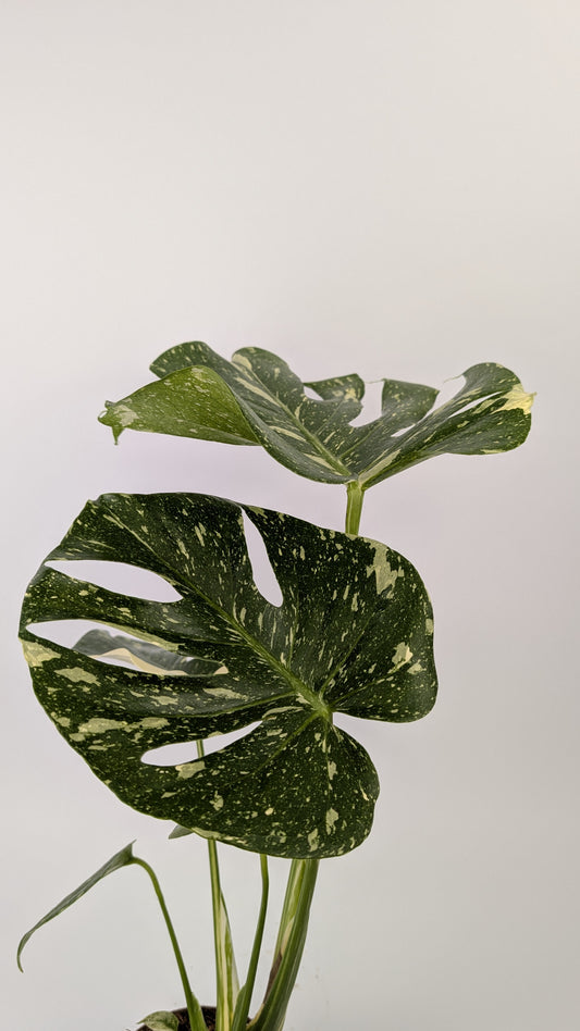Monstera Thai Constellation Cheese Plant Variegated 12cm Pot House Plant