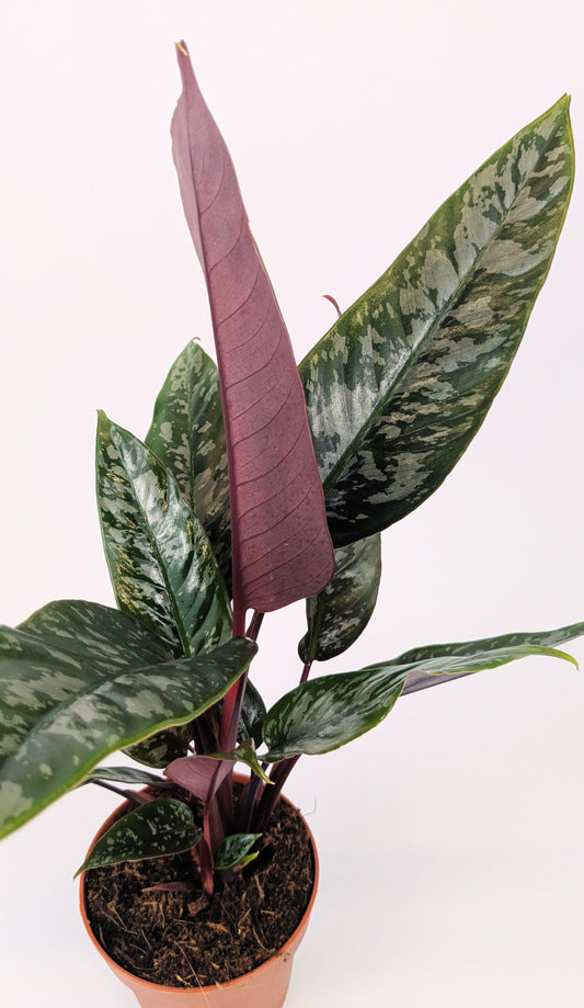 25cm Apoballis Acuminatissima Red Sword House Plant 12cm Pot