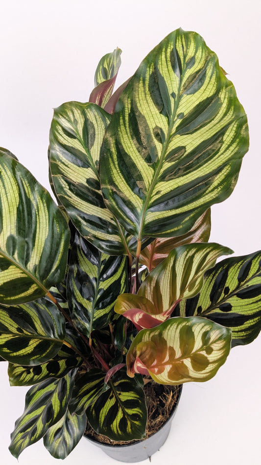 Calathea Makoyana Prayer Plant 12cm Pot Houseplant