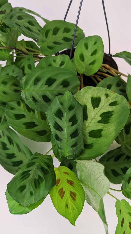 Maranta Leuconeura Kerchoveana 14cm Hanging Pot Houseplant