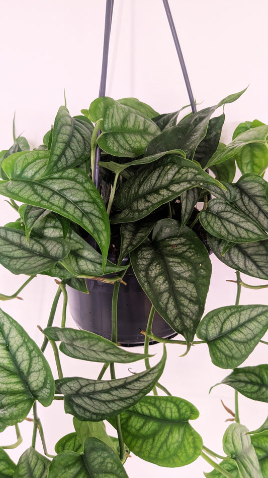 Monstera Siltepecana 14cm Hanging Pot Houseplant