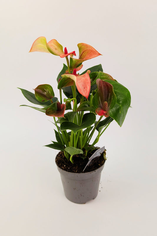 25cm Anthurium Matata Pink Flower 9cm Pot Houseplant