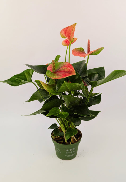 Anthurium Cherry Love Pink Flower 12cm Pot Houseplant