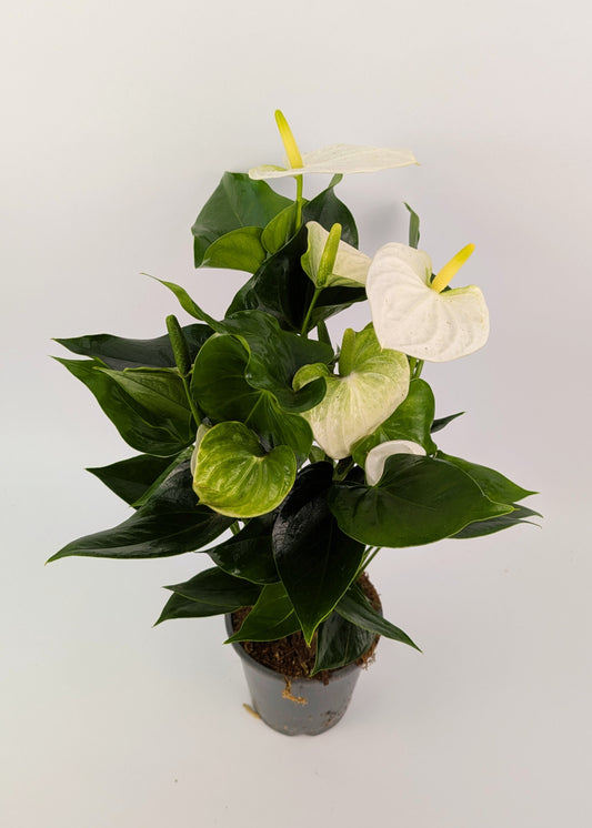 Anthurium White Flower 12cm Pot Houseplant