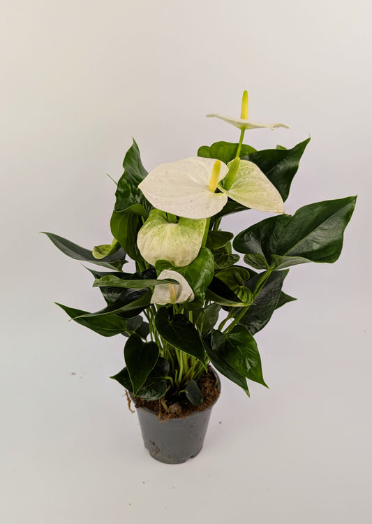 Anthurium White Flower 12cm Pot Houseplant