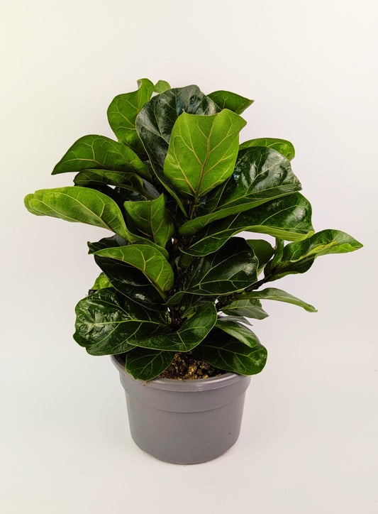 60cm Ficus Lyrata Bambino 21cm Pot Houseplant