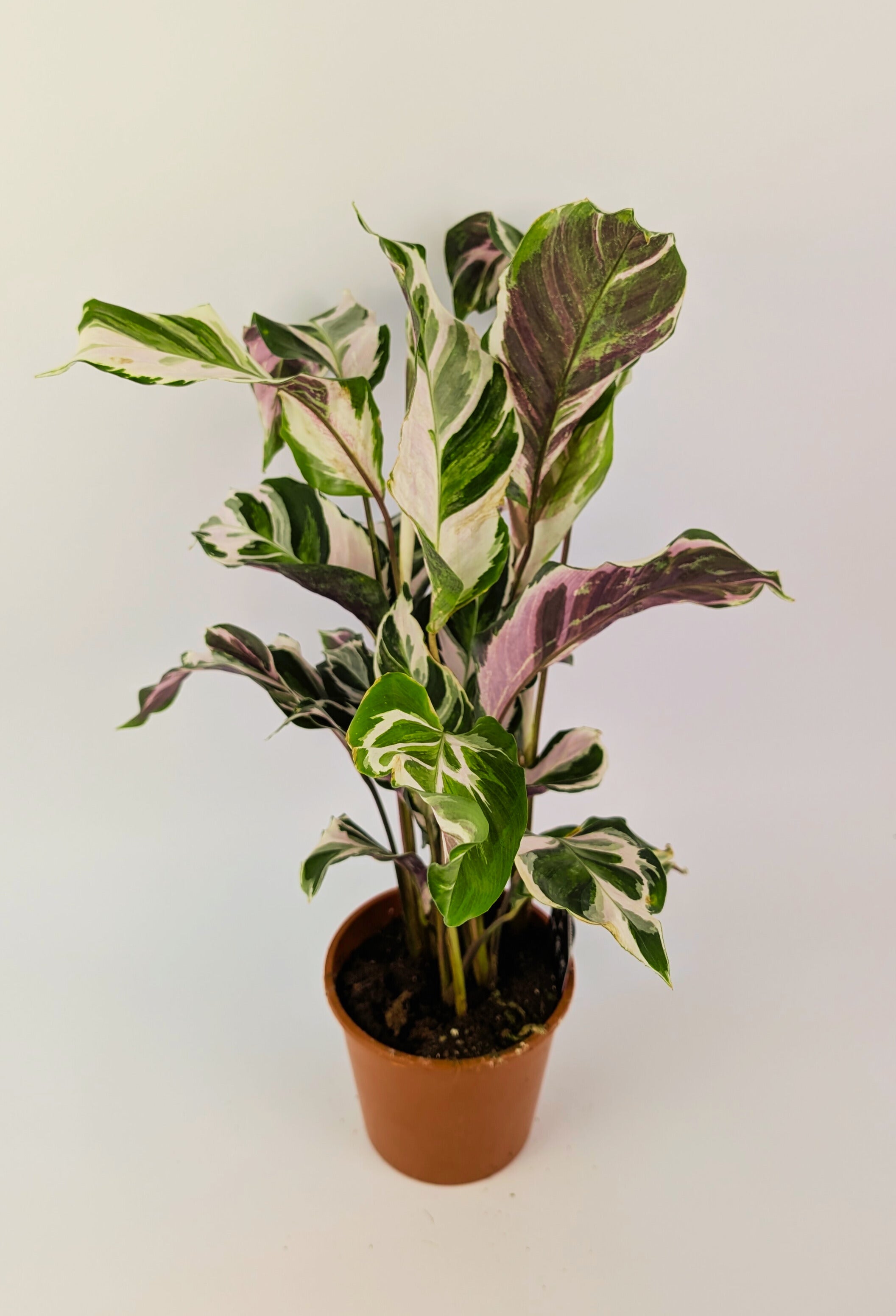 Calathea 'Fusion White' - Set van 2 - Exotisch - Pot 14cm