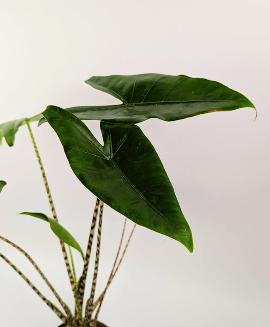 40 - 50cm Alocasia Zebrina 14cm Pot Houseplant