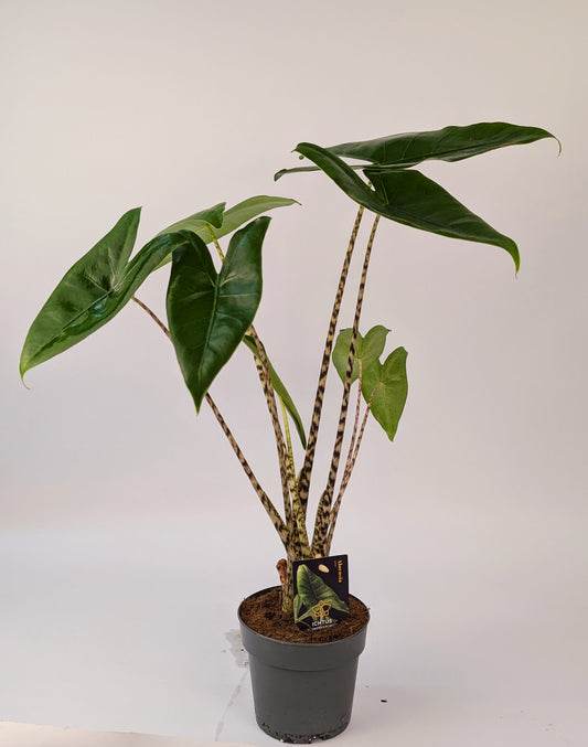 40 - 50cm Alocasia Zebrina 14cm Pot Houseplant