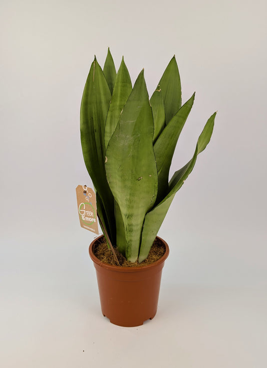 70 - 90cm Sansevieria Moonshine Snake Plant 17cm Pot House Plant