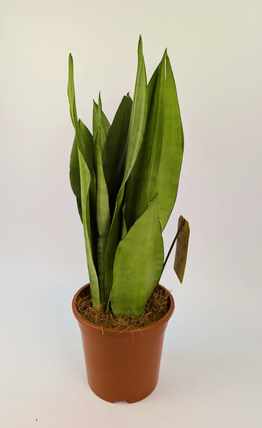 70 - 90cm Sansevieria Moonshine Snake Plant 17cm Pot House Plant