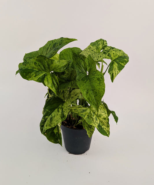 25 - 40cm Syngonium Mottled Mojito 12cm Pot