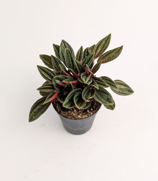 10cm Peperomia Caperata Rosso 6cm Pot Houseplant