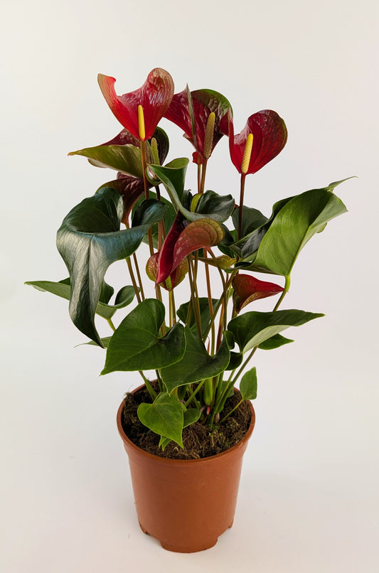 60cm Anthurium Red Dynasty 17cm Pot