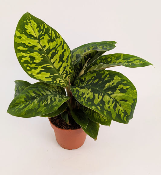 Homalomena Camouflage Shield Plant 12cm Pot House Plant