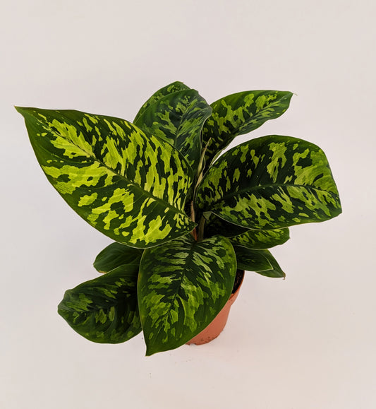 Homalomena Camouflage Shield Plant 12cm Pot House Plant