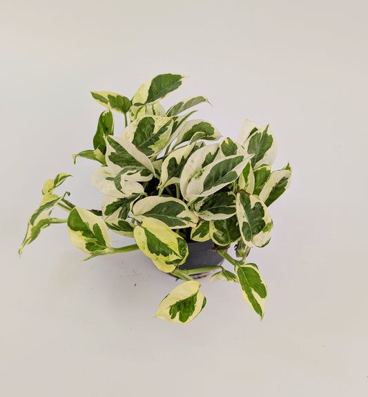 Epipremnum N'joy Pothos 12cm Pot Houseplant