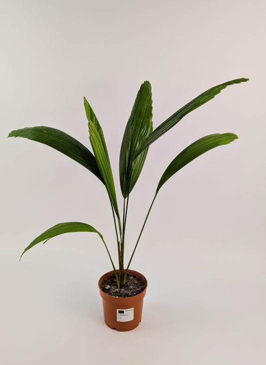Licuala Grandis Fan Palm 12cm Pot