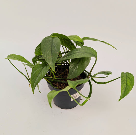 Epipremnum Cebu Blue 12cm Pot Houseplant