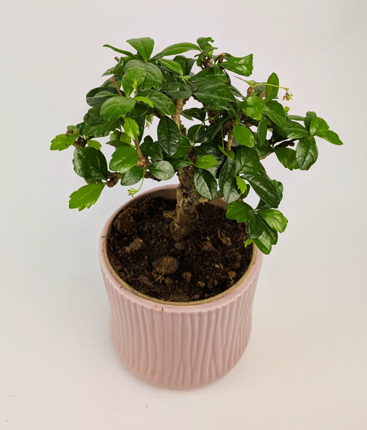 15 - 20cm Carmona Microphylla Indoor Bonsai Tree in 12cm Decorative Ceramic Pot