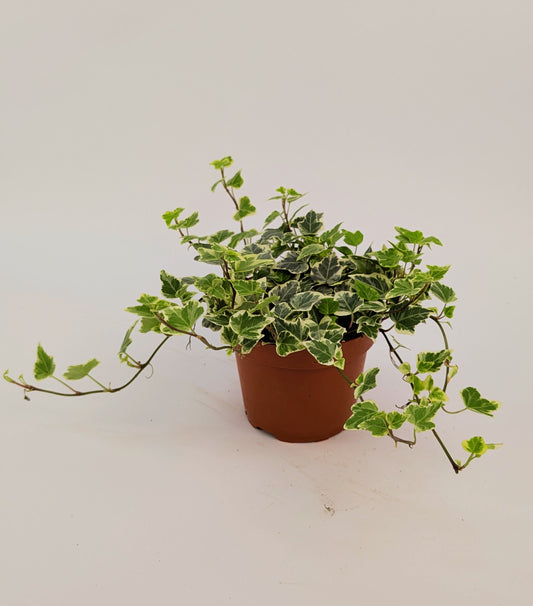 20 - 30cm Hedera Helix Variegated Ivy Houseplant 12cm Pot Houseplant